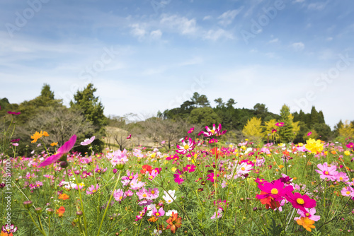 Wallpaper Mural 鹿児島市農業センターのコスモス畑
 Torontodigital.ca