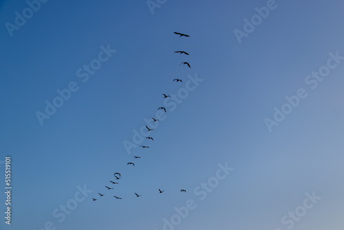 Pelicans flying in a v formation over the beach