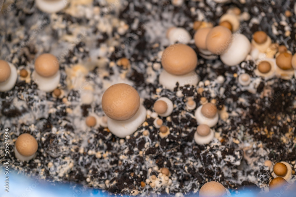 mushroom mycelium. Growing and collecting champignons.Brown mushrooms.Growing mushrooms at home.Brown many champignons background.Source of vegetable protein.Mushroom growth at home mushroom mycelium. Growing and collecting champignons.Brown mushrooms.Growing mushrooms at home.Brown many champignons background.Source of vegetable protein.Mushroom growth at home