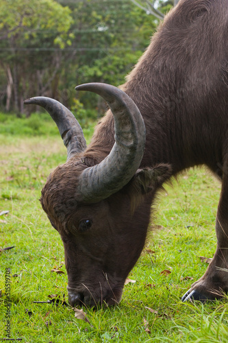 brown african buffalo with long horns grazing photo
