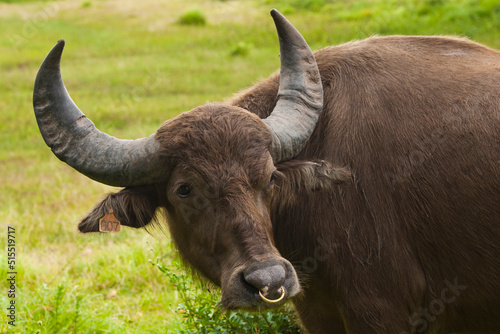 brown african buffalo with long horns photo