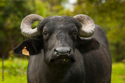 frontal close-up of the face of an African buffalo photo