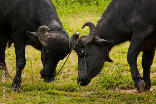 african buffalos fighting by hitting their heads on the island of Marajó photo
