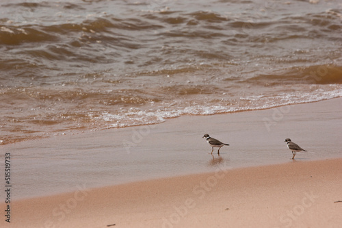 shorebirds in a beach