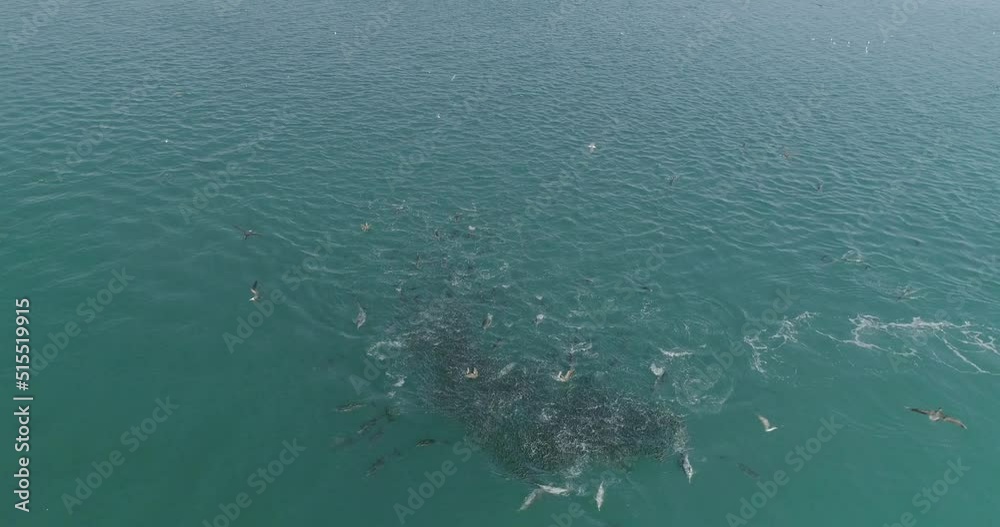 Pod of Dolphins aerial view. Pod of Dolphins aerial view.