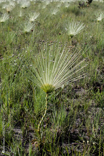syngonanthus, a plant that forms a bouquet