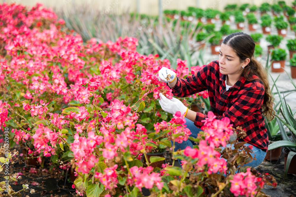 Young woman farmer working in a greenhouse checks begonia semperflorens in pots for the presence of flower disease