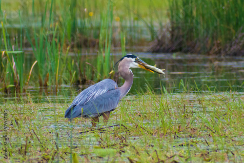 Great Blue Heron Fishing in the Shallows