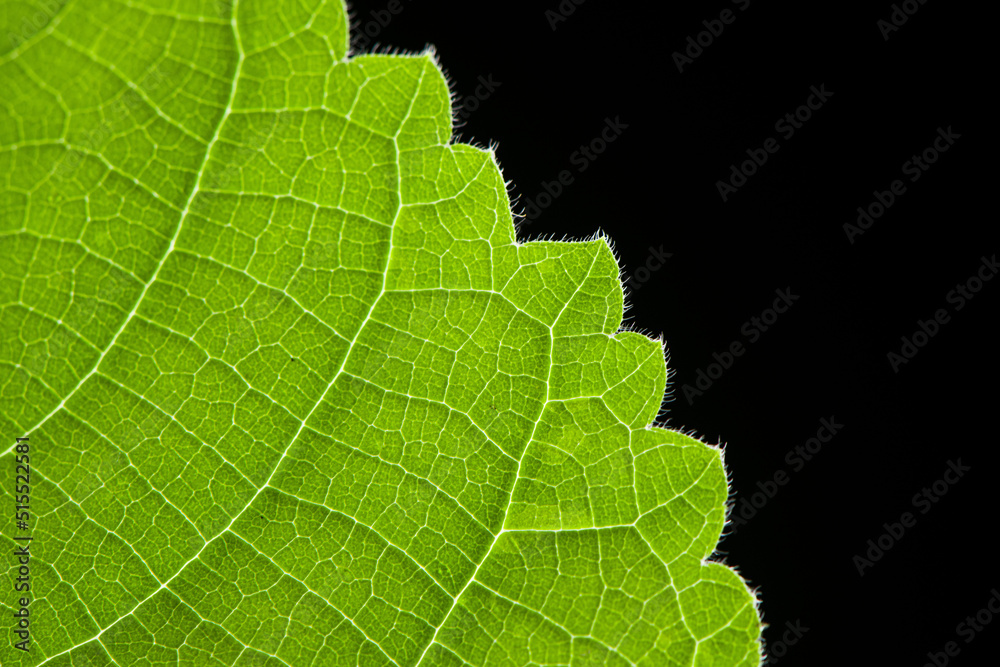 Fototapeta premium close up green leaf texture on black background