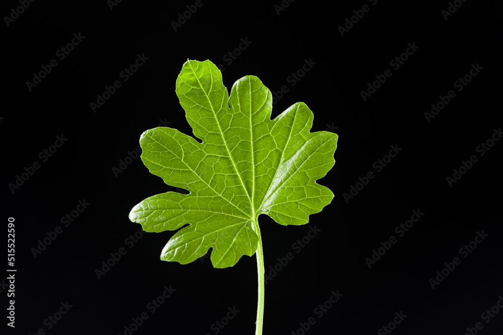 Fototapeta premium a green leaf isolated on black background