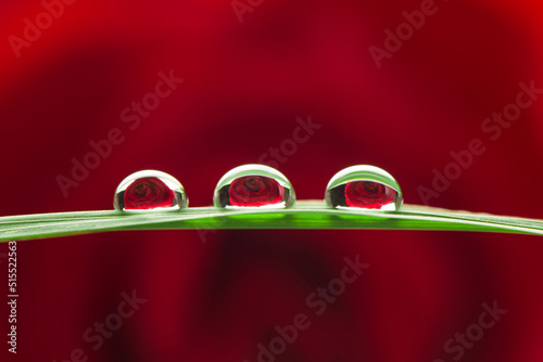 close up of three water drops on green leaves on red rose background.
