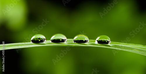 four water drops on fresh green leaves background. Macro shot of water droplets on leaves. 