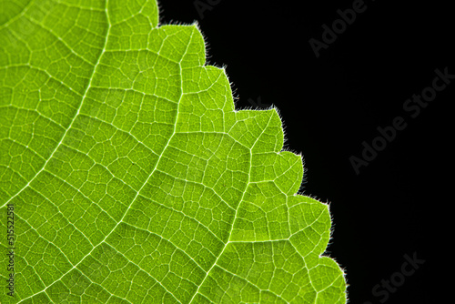 close up green leaf texture on black background