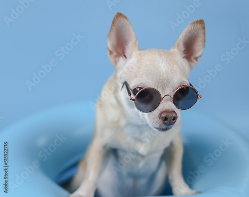 brown short hair chihuahua dog wearing sunglasses, standing  in blue swimming ring on blue background. © Phuttharak