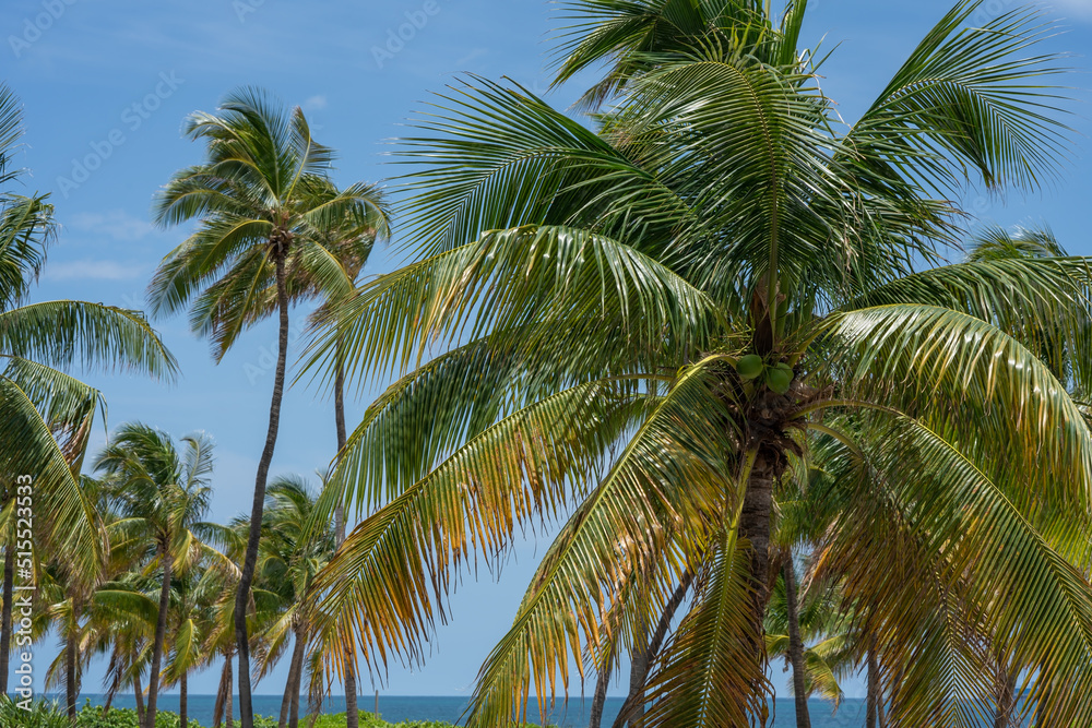 Beautiful group of Palm Trees over blue skies in South Beach, Miami Beautiful group of Palm Trees over blue skies in South Beach, Miami