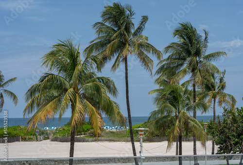 Group of beautiful palm trees on the Ocean drive in South Beach  Florida