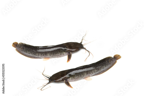 Fresh catfish isolated on a white background, Clarias. © Suradech