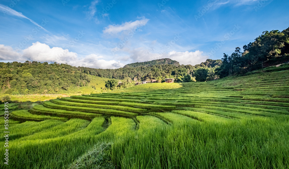 Green lush rice fields with mountain and blue sky on background. Landscape and tranquility concept. Green lush rice fields with mountain and blue sky on background. Landscape and tranquility concept.
