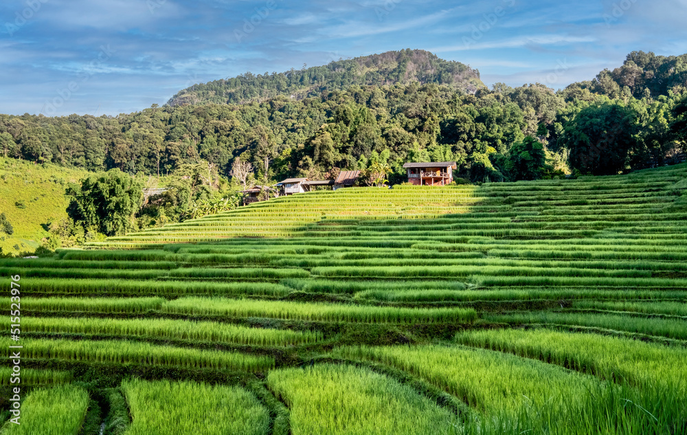 Green lush rice fields with mountain and blue sky on background. Landscape and tranquility concept.