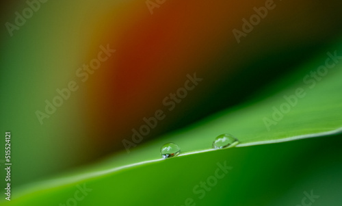 drops of dew on a leaf