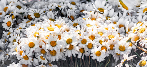 Tablou pe pânză beautiful bunch of Sasha daisies flowers