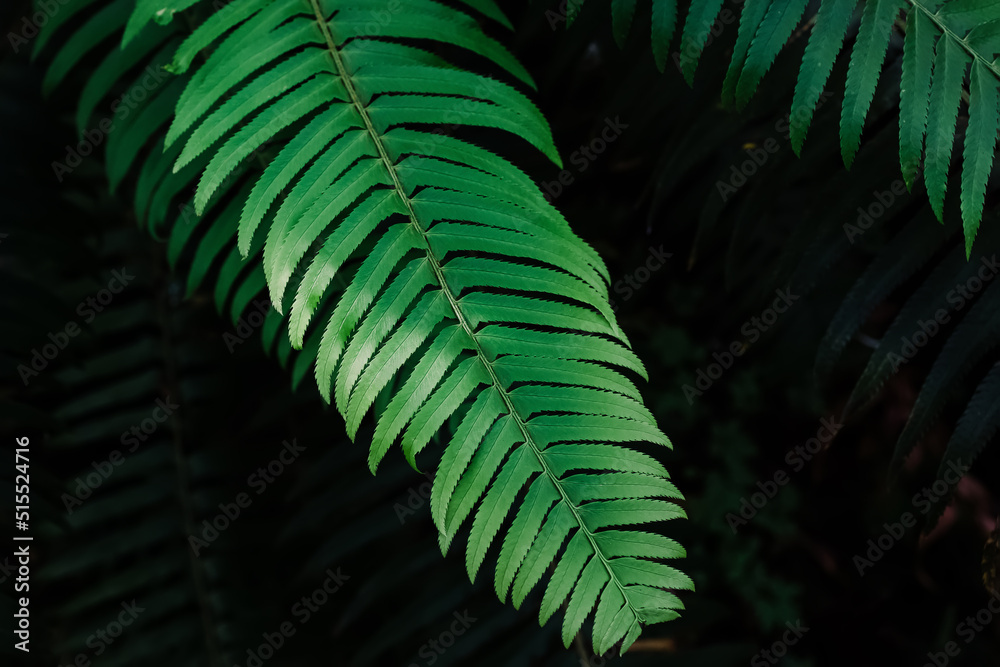 Close-up of fresh fern leaf in sunlight. Close-up of fresh fern leaf in sunlight.