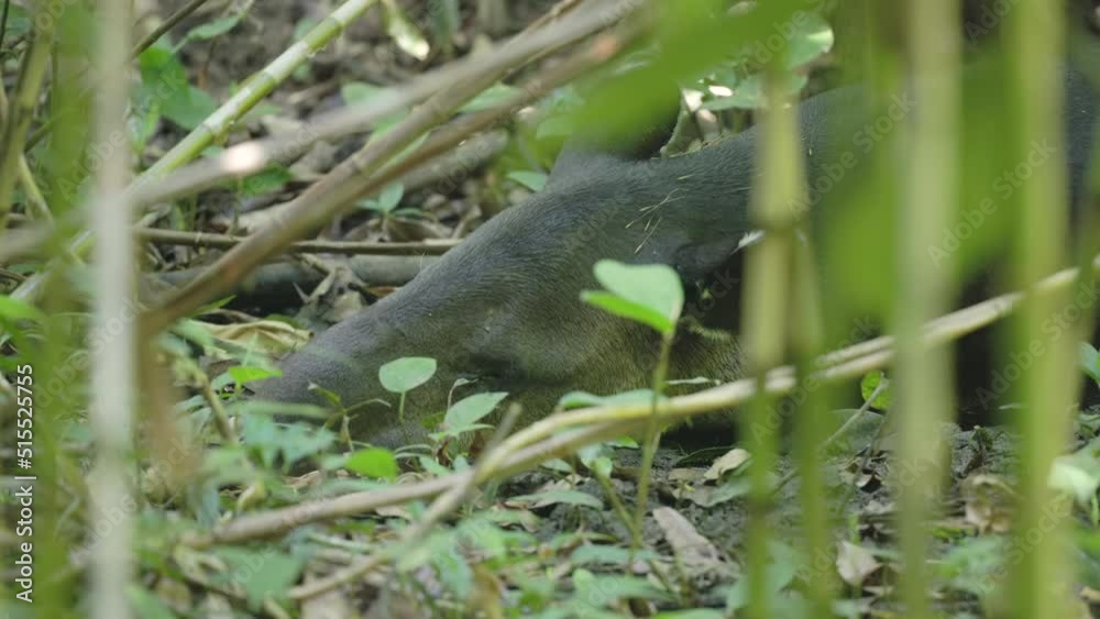 close up of a baird's tapir laying on a cool damp patch of ground and sleeping at corcovado national park of costa rica close up of a baird's tapir laying on a cool damp patch of ground and sleeping at corcovado national park of costa rica