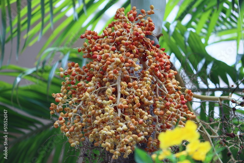 Cambodia. Archontophoenix alexandrae, commonly known as Alexandra palm, king palm, Northern Bangalow palm, or feather palm, is a palm endemic to Queensland, Australia. photo