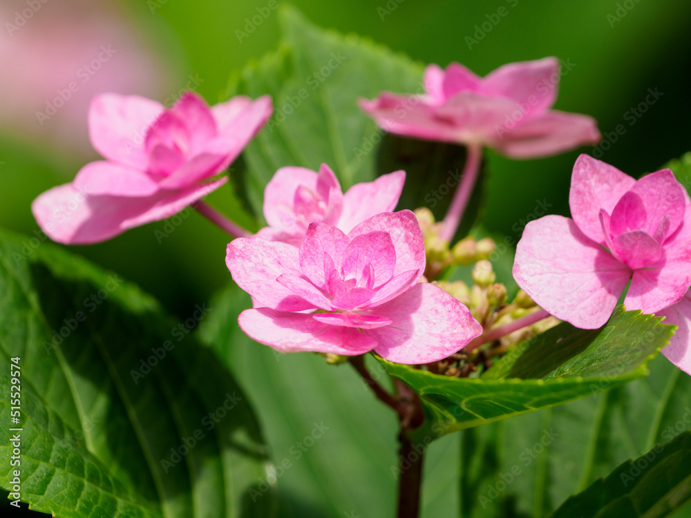 紫の額紫陽花の花 紫の額紫陽花の花