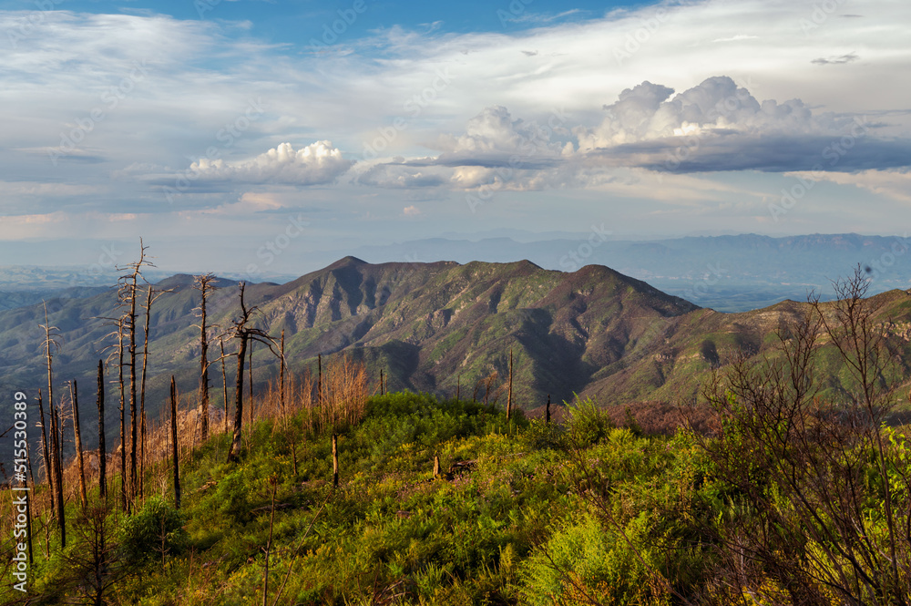 Mount Lemmon Arizona charred trees after forest fire. Mount Lemmon Arizona charred trees after forest fire.