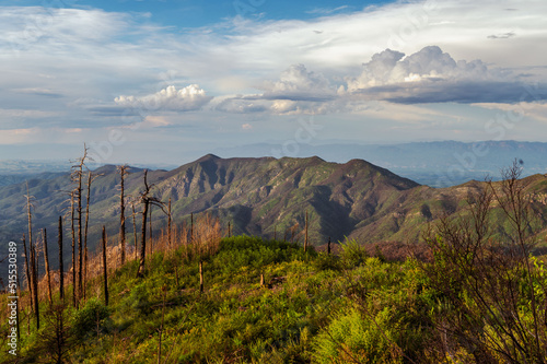 Mount Lemmon Arizona charred trees after forest fire. photo