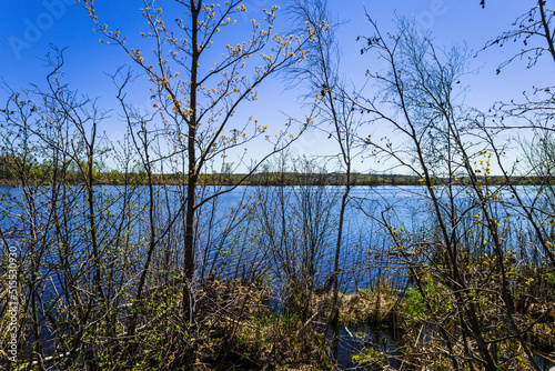 trees on the bank of lake