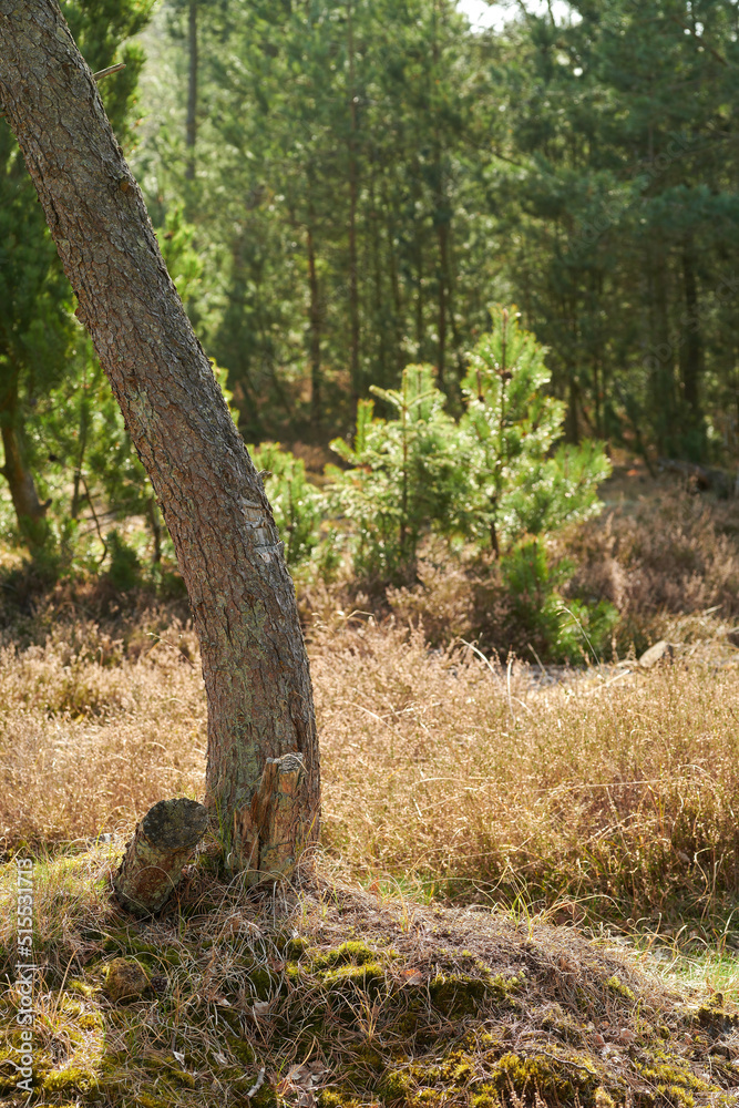 Beautiful forest landscape with tall trees with bright and vibrant green leaves outdoors. Tree trunk in wild nature on a sunny summer day. Peaceful and scenic wilderness or woodlands in spring Beautiful forest landscape with tall trees with bright and vibrant green leaves outdoors. Tree trunk in wild nature on a sunny summer day. Peaceful and scenic wilderness or woodlands in spring