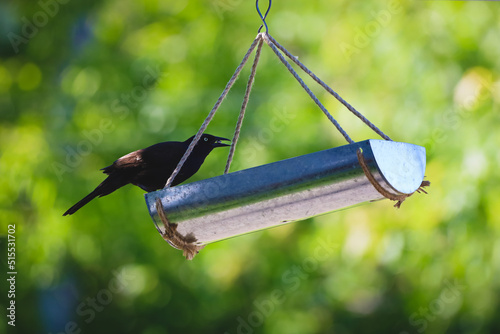 Bird in feeder