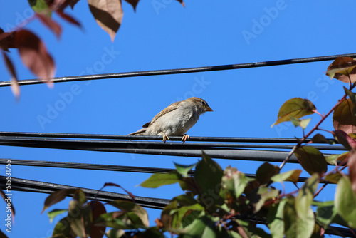 bird on a wire