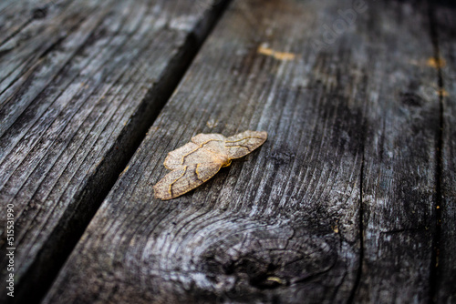 Moth on wood