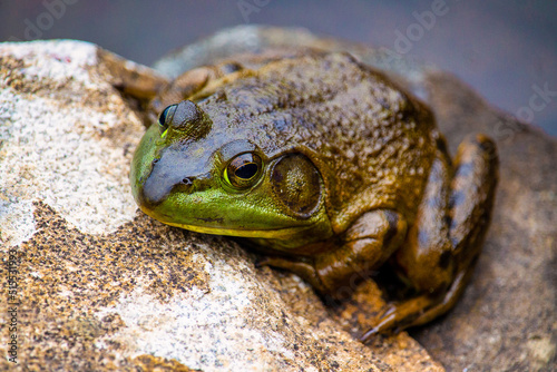 frog on a rock