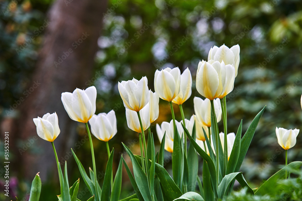 Closeup of beautiful white Tulips growing in a forest in a sunny area. Zoom in on petals of a fresh bunch of flowers, at harmony with nature in a soothing, calm garden. Peace of a quiet, zen woods Closeup of beautiful white Tulips growing in a forest in a sunny area. Zoom in on petals of a fresh bunch of flowers, at harmony with nature in a soothing, calm garden. Peace of a quiet, zen woods