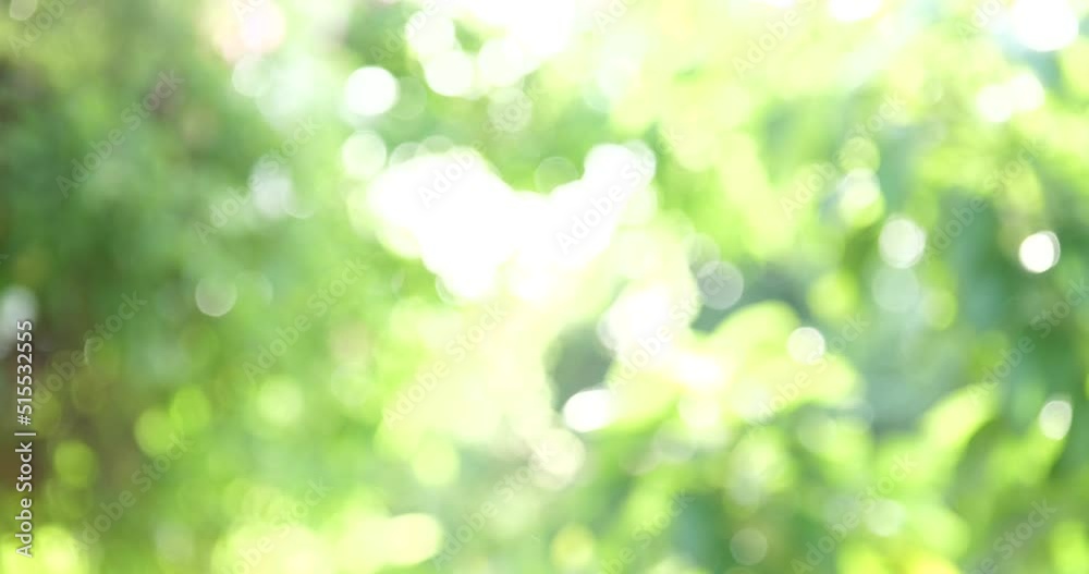 forest background blur, beautiful nature background blur