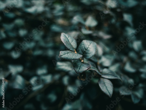 Plant foliage