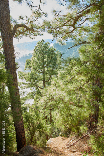 Beautiful landscape of Pine forests in the mountains of La Palma, Canary Islands, Spain. Amazing outdoors or nature with vibrant green trees on a summer day. Peaceful and scenic land