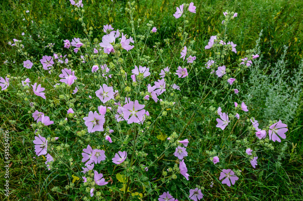 Mallow, Malva sylvestris, medicinal and ornamental plant Mallow, Malva sylvestris, medicinal and ornamental plant