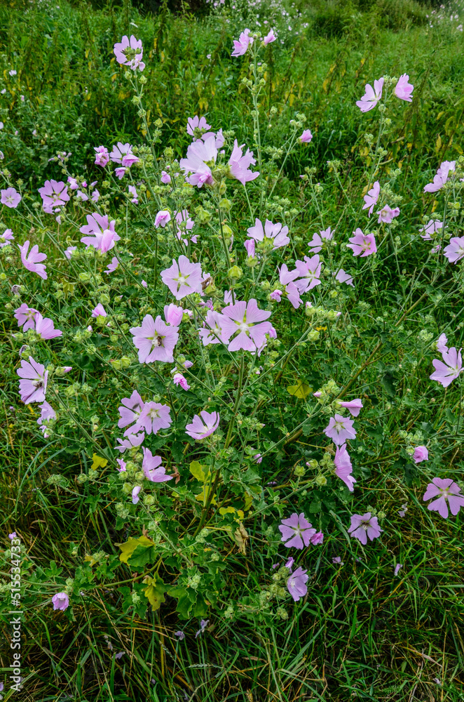 Naklejka premium Mallow, Malva sylvestris, medicinal and ornamental plant