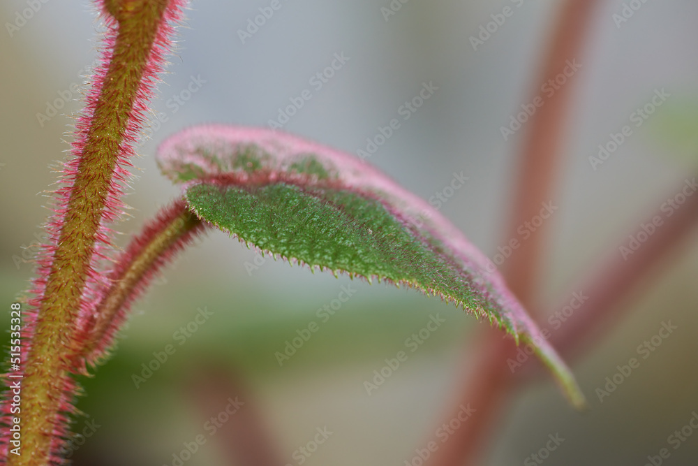 Closeup leaf and stem of a hairy kiwi plant outside in nature against a blurry bokeh background with copy space. A spiked plant growing outdoors in its natural habitat or uncultivated ecosystem Closeup leaf and stem of a hairy kiwi plant outside in nature against a blurry bokeh background with copy space. A spiked plant growing outdoors in its natural habitat or uncultivated ecosystem