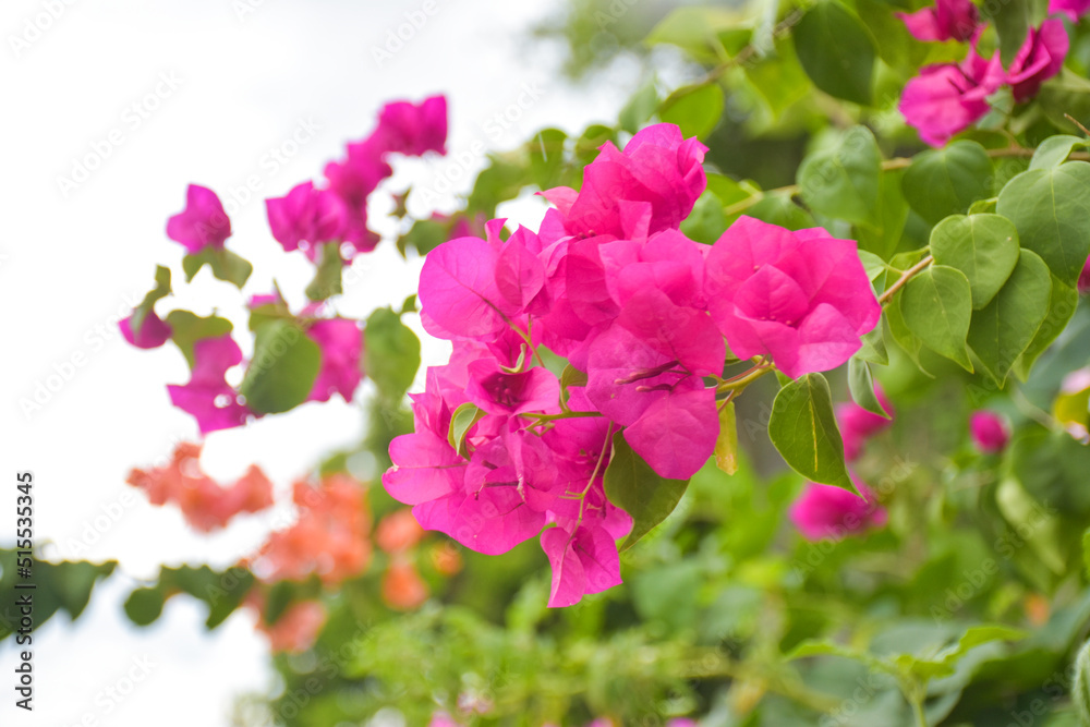 Pink bougainvillea blooms beautifully in a Thai public park Pink bougainvillea blooms beautifully in a Thai public park
