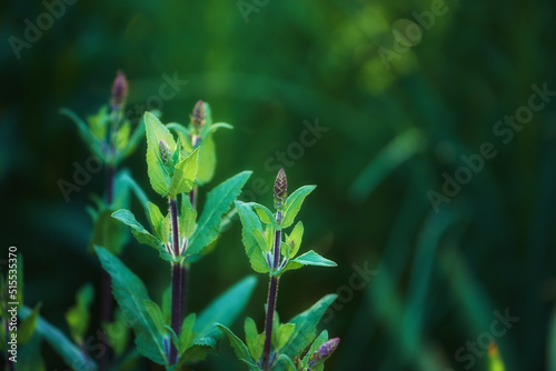 Close up of purple Wood Sage growing in a garden with copyspace. Zoom in on textures and patterns of a wild plant growing on green stems in a forest or park. Herbs with vibrant leaves budding