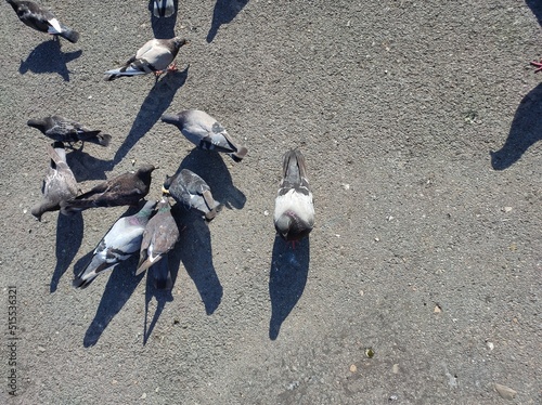 Pigeons on the pavement photographed from above. Birds on the road.