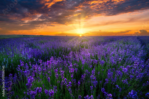 Beautiful summer sunset over lavender field © Piotr Krzeslak