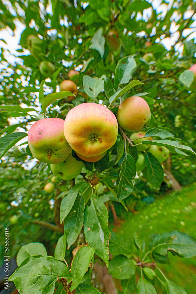Closeup of apples growing on a tree with motion and lens blur in an orchard from below. Healthy, ripe and delicious fruit cultivated for harvest in a grove. Tasty and organic crops growing on a farm Closeup of apples growing on a tree with motion and lens blur in an orchard from below. Healthy, ripe and delicious fruit cultivated for harvest in a grove. Tasty and organic crops growing on a farm