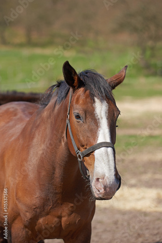 A closeup of a horse standing in a field on a bright sunny day. Beautiful brown horse with long mane portrait in motion. A young red filly with a white stripe on the face muzzle stands. © SteenoWac/peopleimages.com